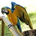 Африканский серый попугай на продажу