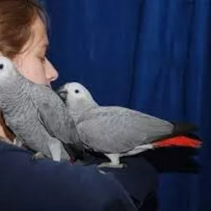 Молодой Африканский серый попугай на продажу