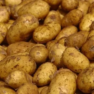картофель в любом количестве