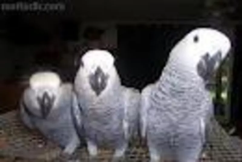 Африканский серый попугай на продажу 3